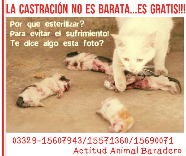 Las castraciones no son baratas, son gratis!
