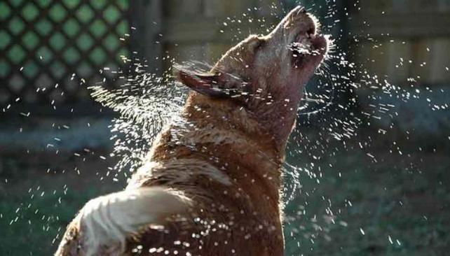 El calor y las mascotas – golpe de calor