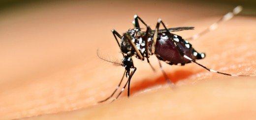 Reportan casi 300 casos probables de dengue en Misiones