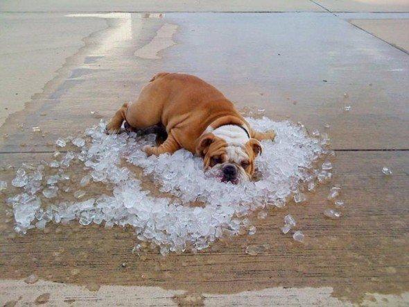 Foto del día
