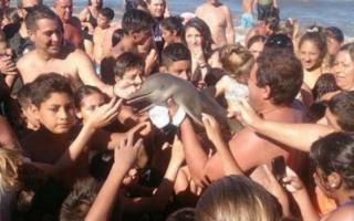 Sacaron a un delfín del mar para sacarse una selfie y lo terminaron matando