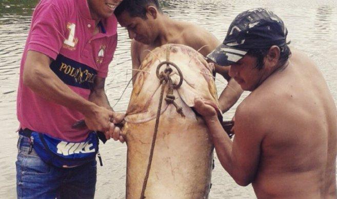Pescan manguruyú de 70 kilos en el Río Paraná