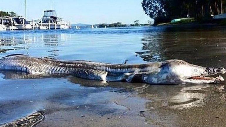 El extraño «monstruo marino» que apareció en Australia