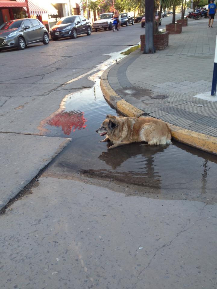Foto del día