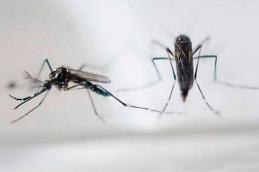 Confirmaron un caso importado de zika en Pergamino