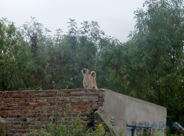 Los Perros de Nadie