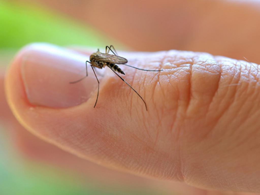 Confirman el primer caso de dengue autóctono en San Pedro