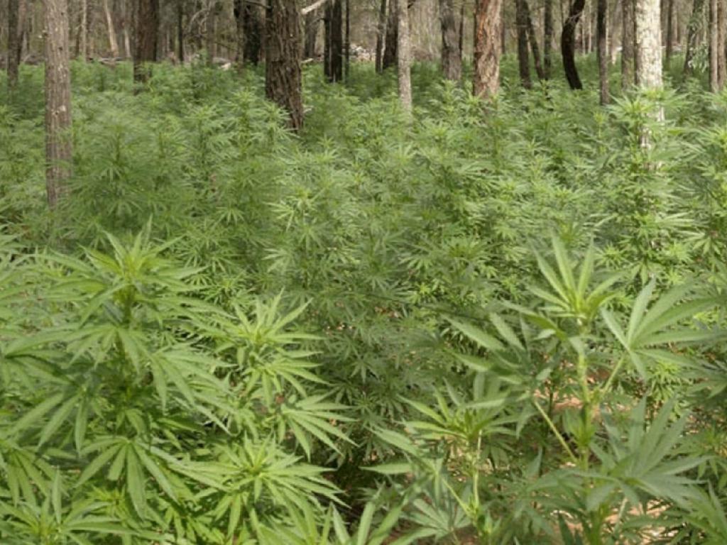 Rojas: Hallan plantación de marihuana en un campo frente a estancia de Daniel Scioli