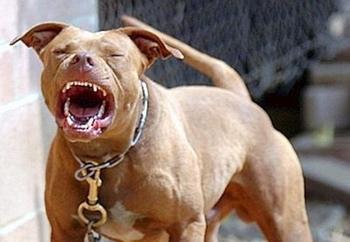 Un perro raza pitbull atacó a varias personas