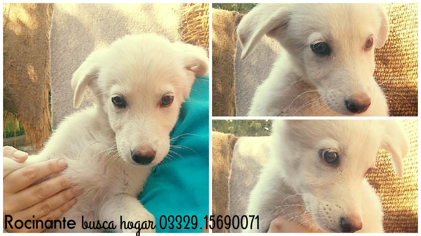 En adopción