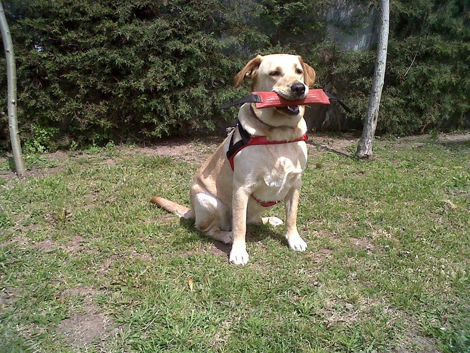 1er. Curso Internacional de Seguridad, Búsqueda y Rescate con perros en Baradero