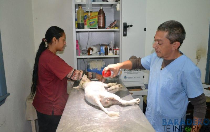 Heraldo, el veterinario que realizó más de 5000 castraciones gratuitas en cinco años