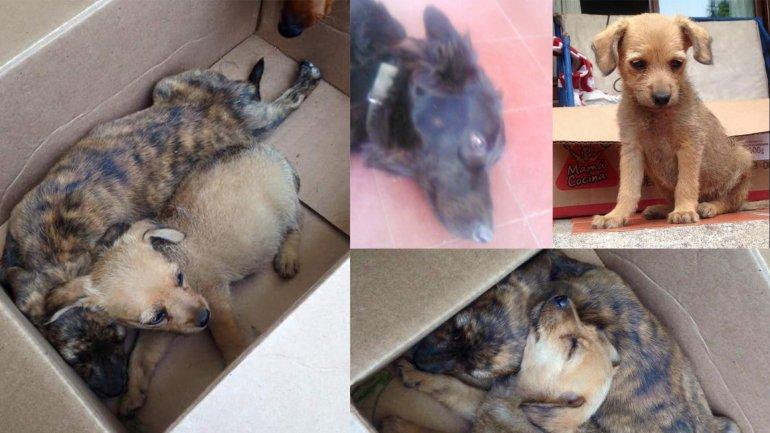 Marco, el chico argentino que rescata perros de la calle y sueña con tener su propio refugio