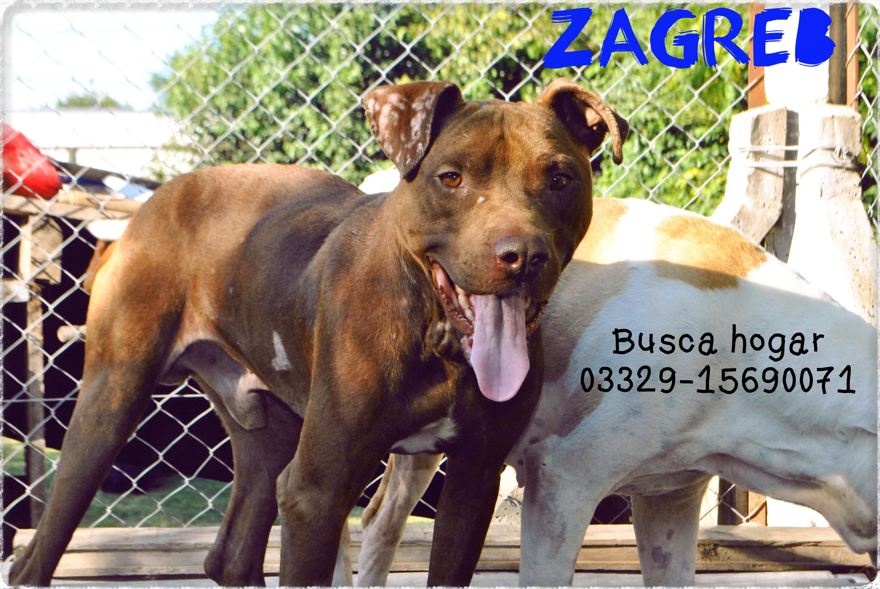﻿Zagreb busca una familia