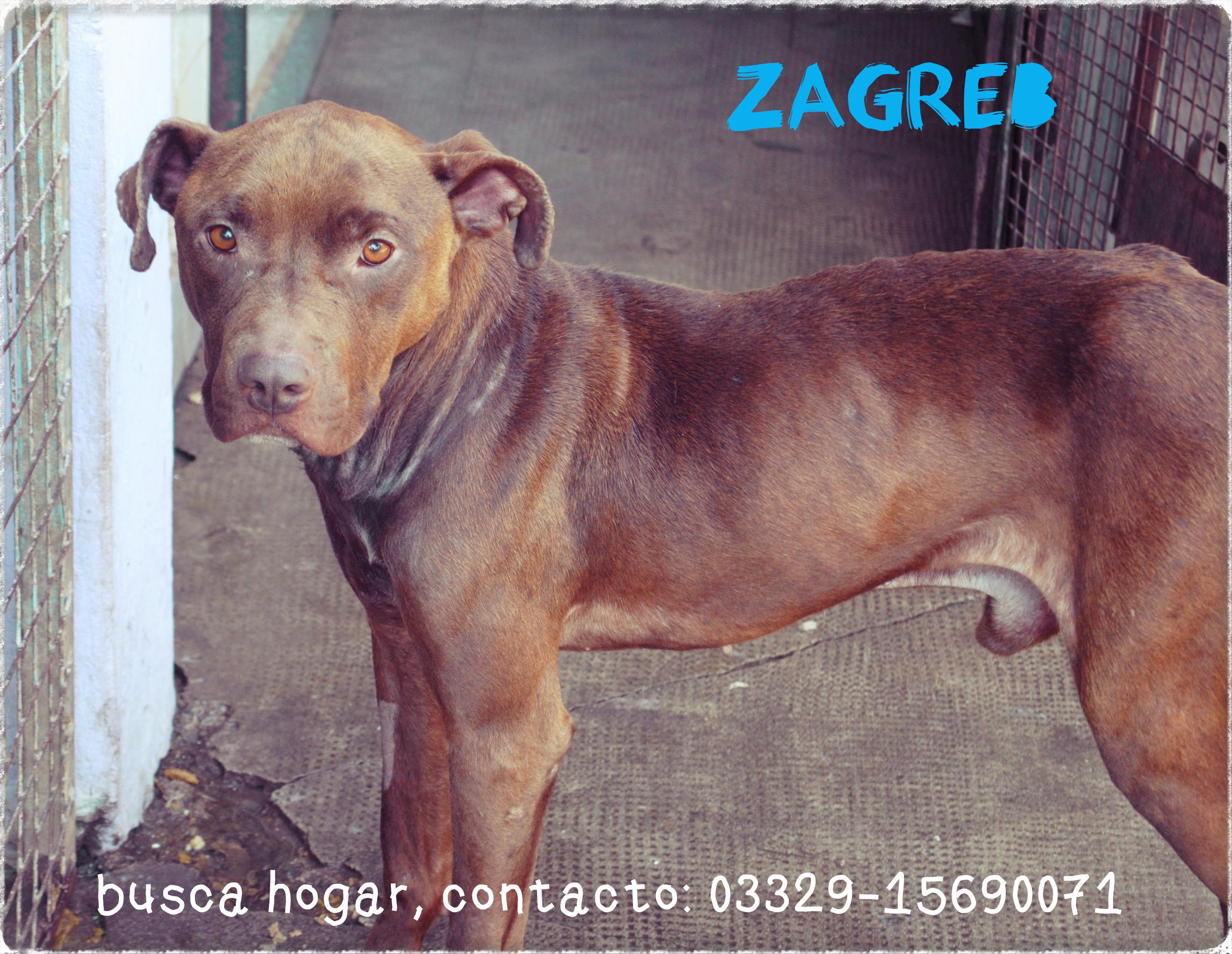 Zagreb busca hogar
