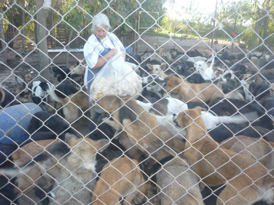 Día del animal: Toma conciencia sobre una tenencia responsable
