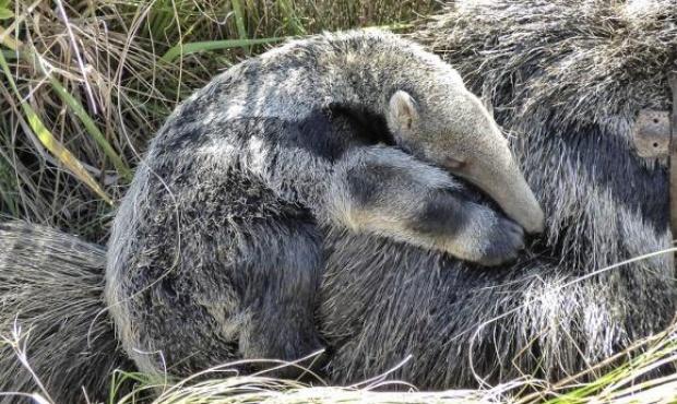 En los Esteros del Iberá se desarrolla un proyecto para reintroducir el oso hormiguero gigante