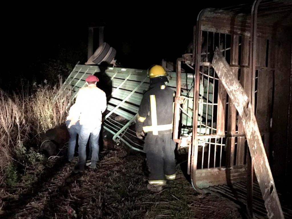 Volcó camión cargado con vacas sobre la Ruta 191