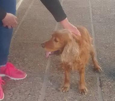 Perrita perdida