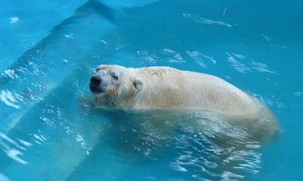 Mendoza: el oso Arturo está en delicado estado de salud