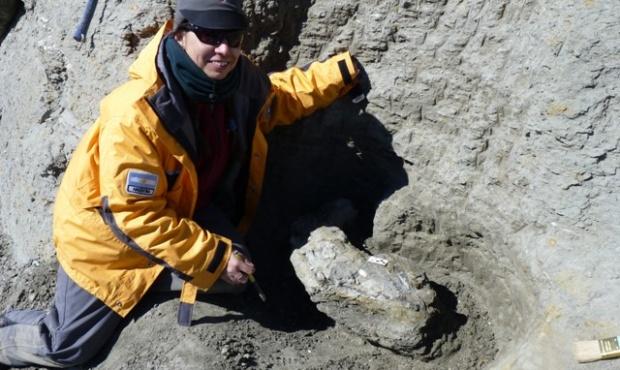 Descubren un ave gigante de 50 millones de años en la Antártida