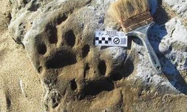 Hallan huellas de un gran tigre dientes de sable de 100 mil años de antigüedad