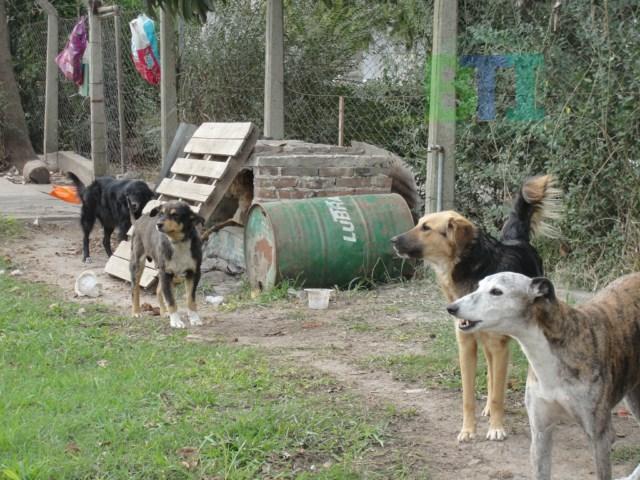 Comunicado de Refugio Baradero y Actitud Animal