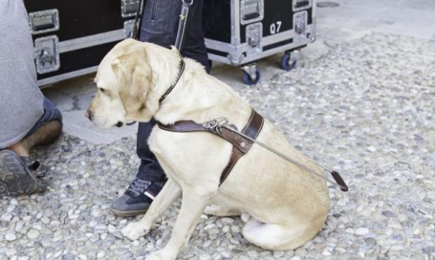 Aseguran que los presos que entrenan perros tienen menor porcentaje de reincidencia
