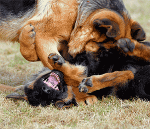 Diferentes tipos de agresión canina
