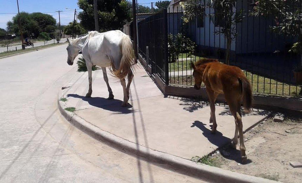 Actualizan ordenanza sobre caballos sueltos