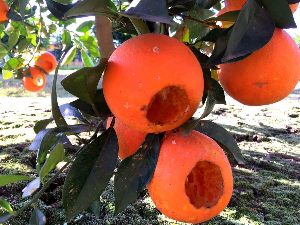 Detectan extrañas marcas en la producción de naranjas