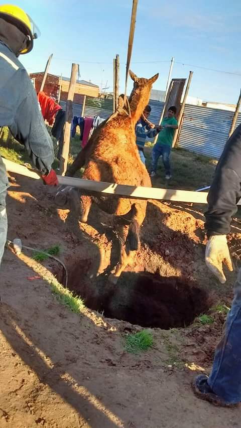 Bomberos rescató a un caballo que se cayó a un pozo