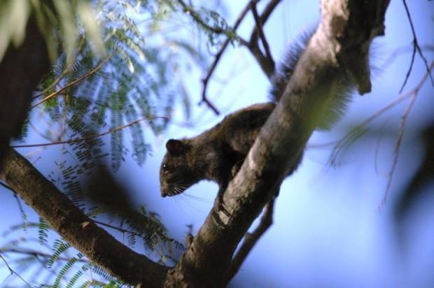 Las ardillas, llegaron como mascota y hoy son plaga regional