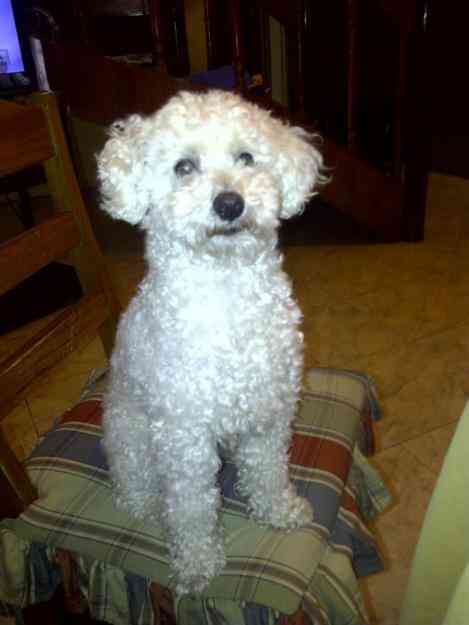 Buscamos a Homero