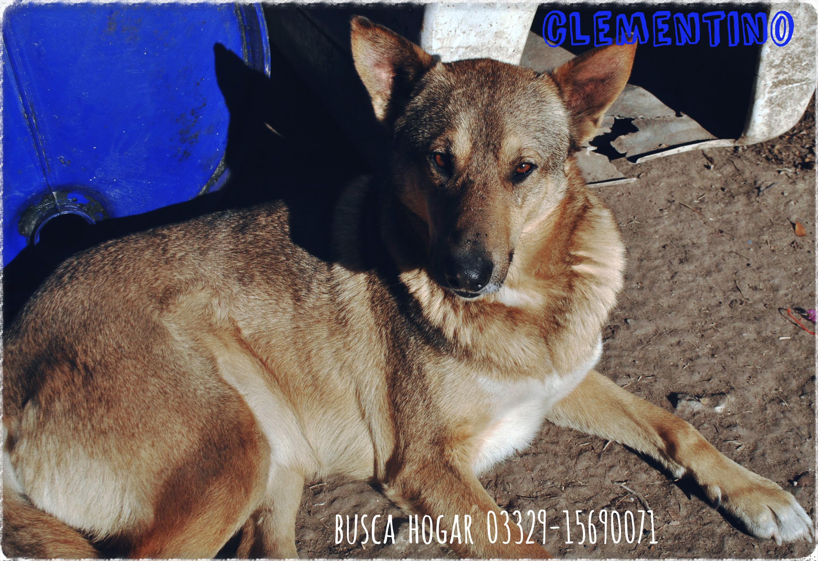 Clementino busca hogar
