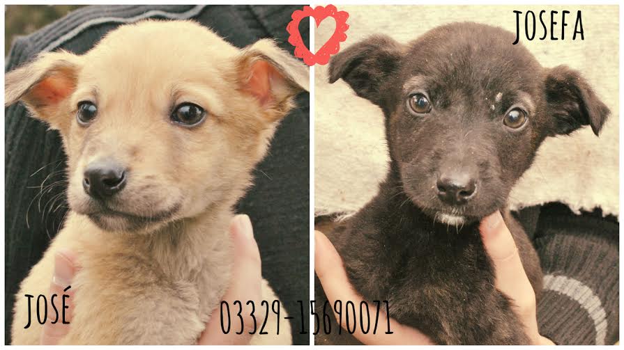 Cachorros en adopción