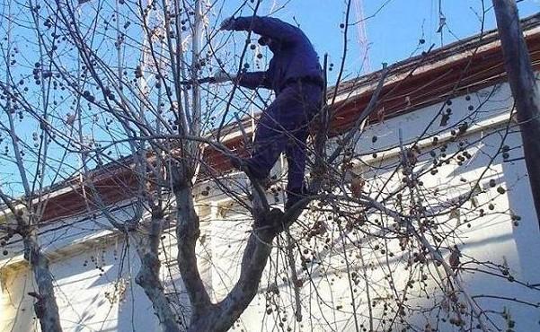 ¡Temporada de poda!