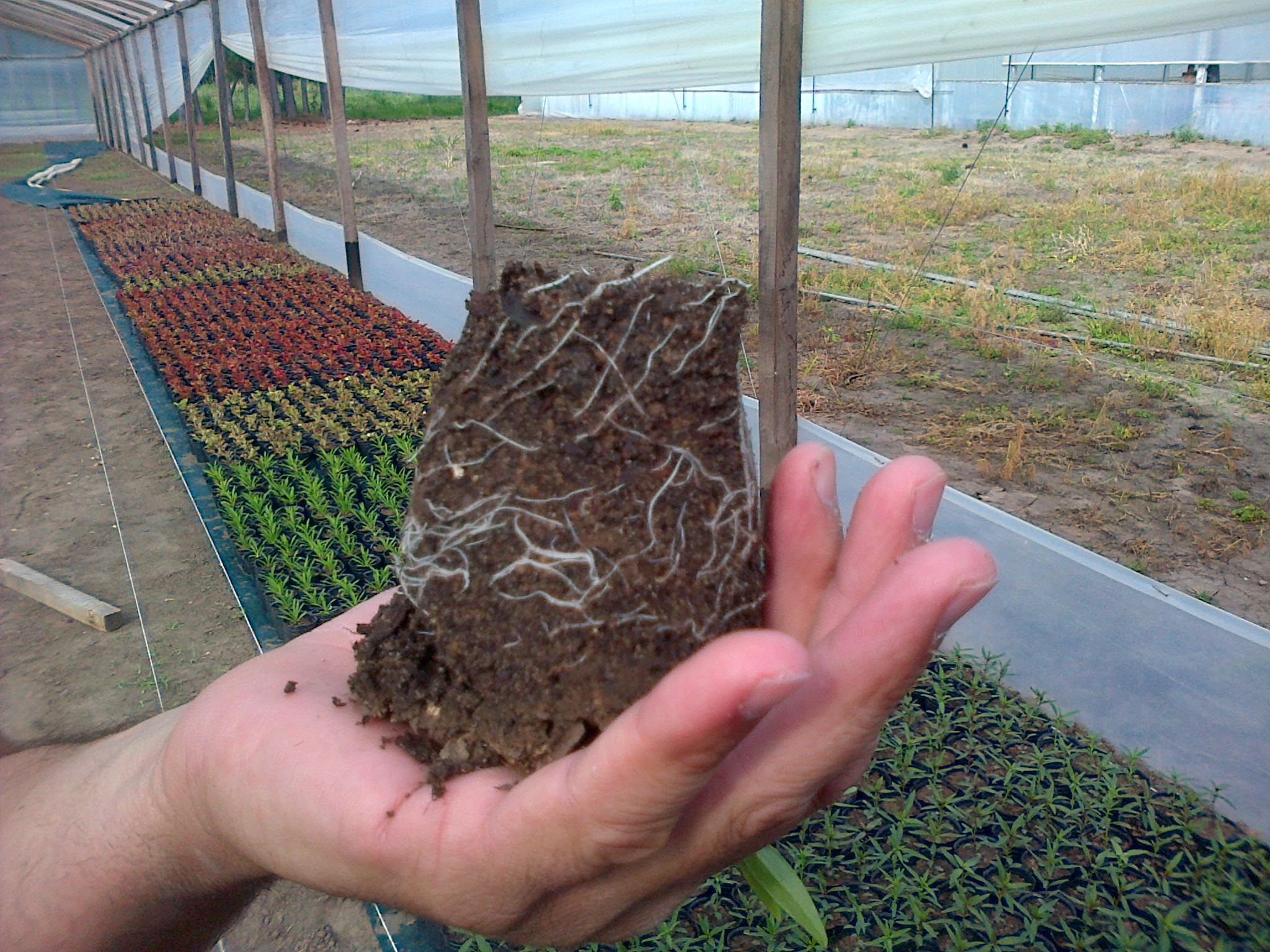 Por la calidad de nuestras plantas