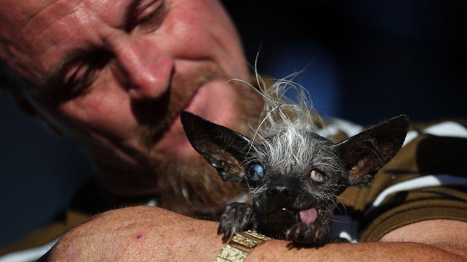 Es oficial: presentamos al perro más feo del mundo