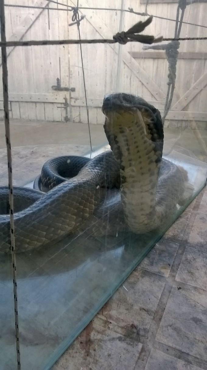 Vecinos de Ramallo asustados por la aparición de una ñacaniná