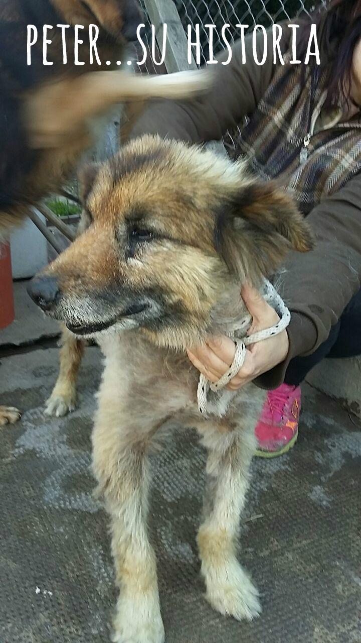 Un hogar para Peter