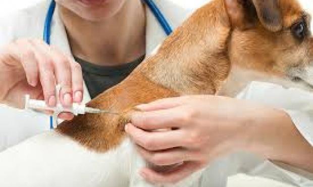 En Pigüé, será obligatorio colorar chips subcutáneos a los perros