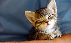 Adoptando un nuevo gatito