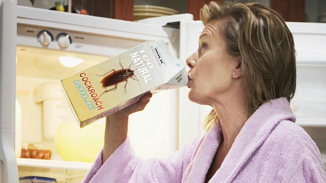 La leche de cucaracha: ¿el superalimento del futuro?