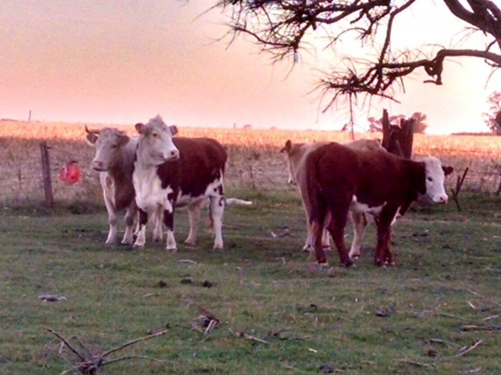 Recuperan vacas robas en un campo de Santa Lucía