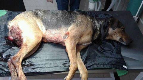 Indignación por la muerte de un perro que fue herido por maltratadores de animales