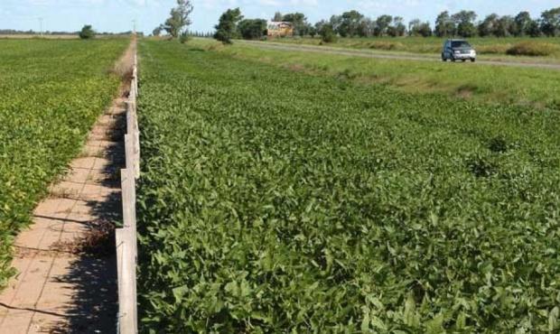 ¿Por qué en Baradero se dejaron de alquilar las banquinas para cultivo?