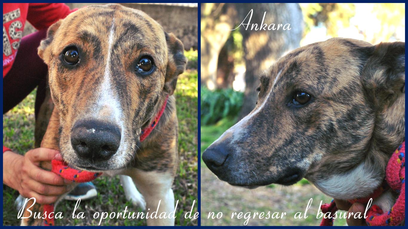 Necesita hogar urgente