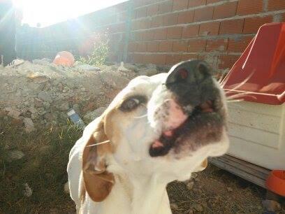 Buscamos a Olivia