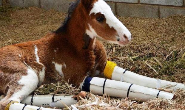 “Rescate Equino San Nicolás”, otra iniciativa bonaerense en defensa de caballos